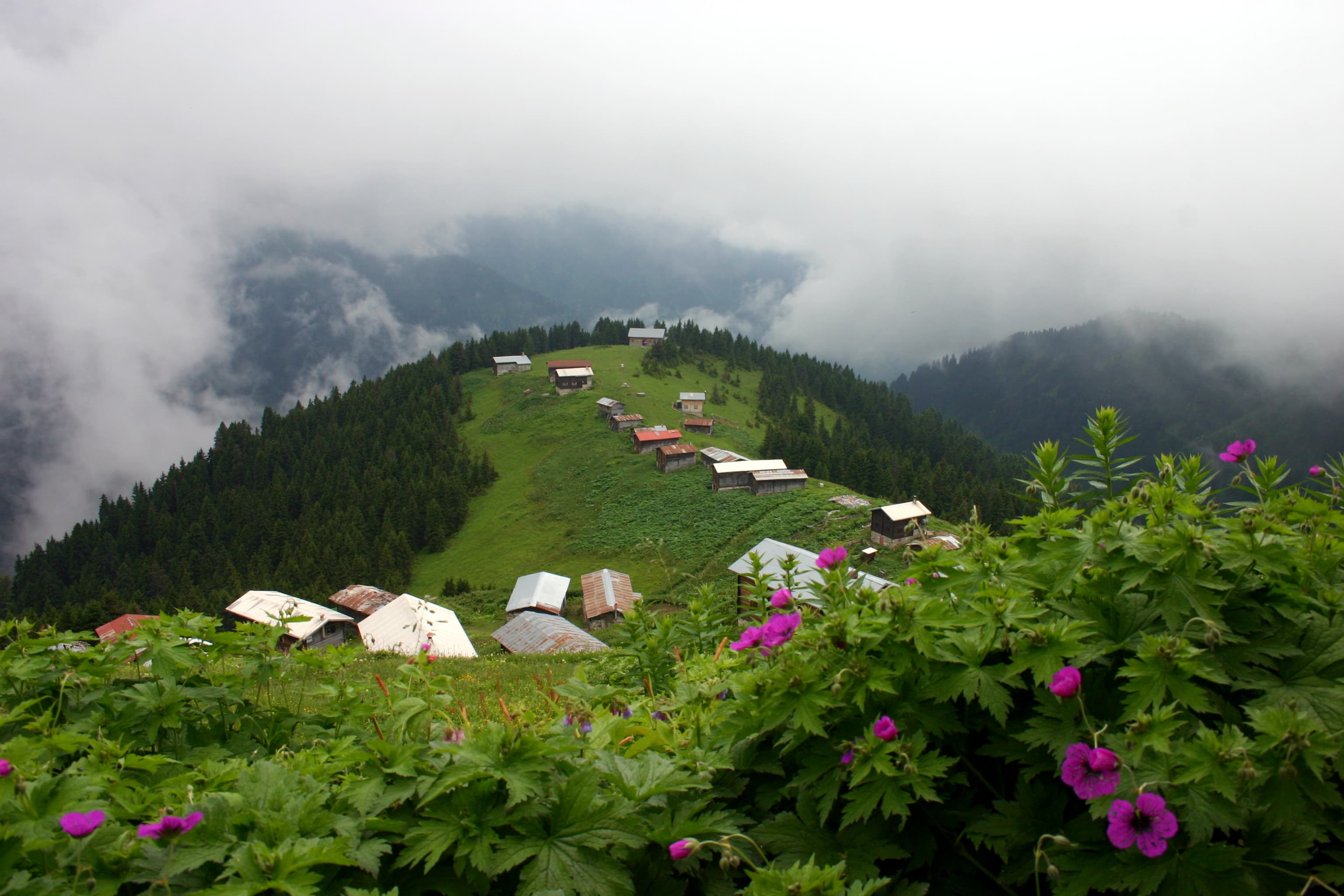 Pokut Yaylası