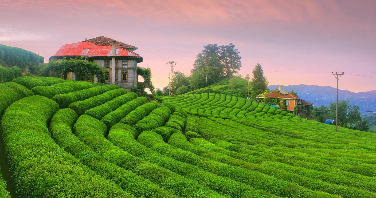 Rize Çay Bahçeleri