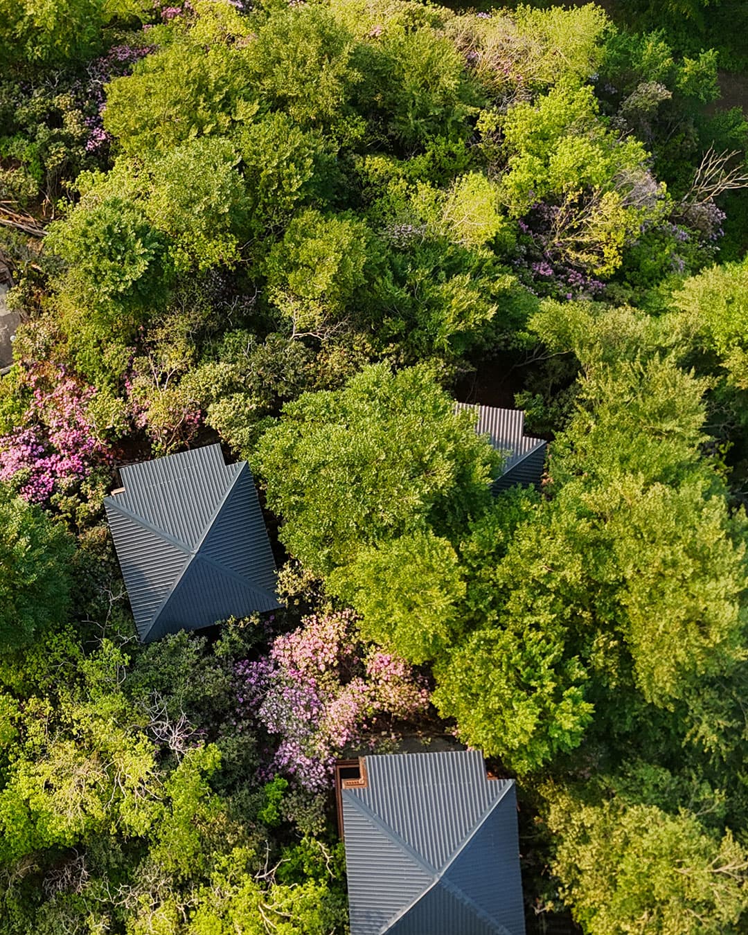 İndra Village Orman Gülleri Komar Ağacı