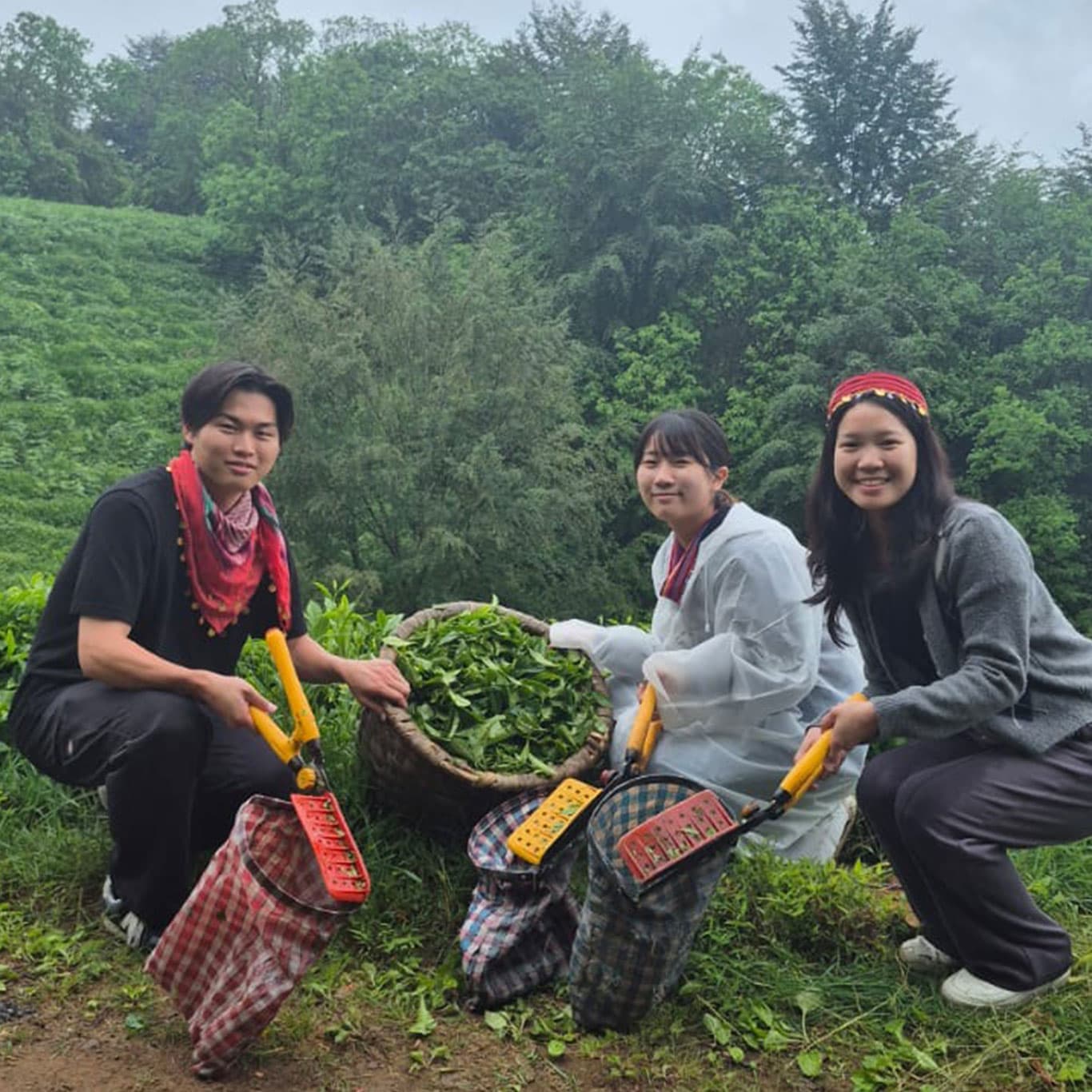 Tea Garden Visit