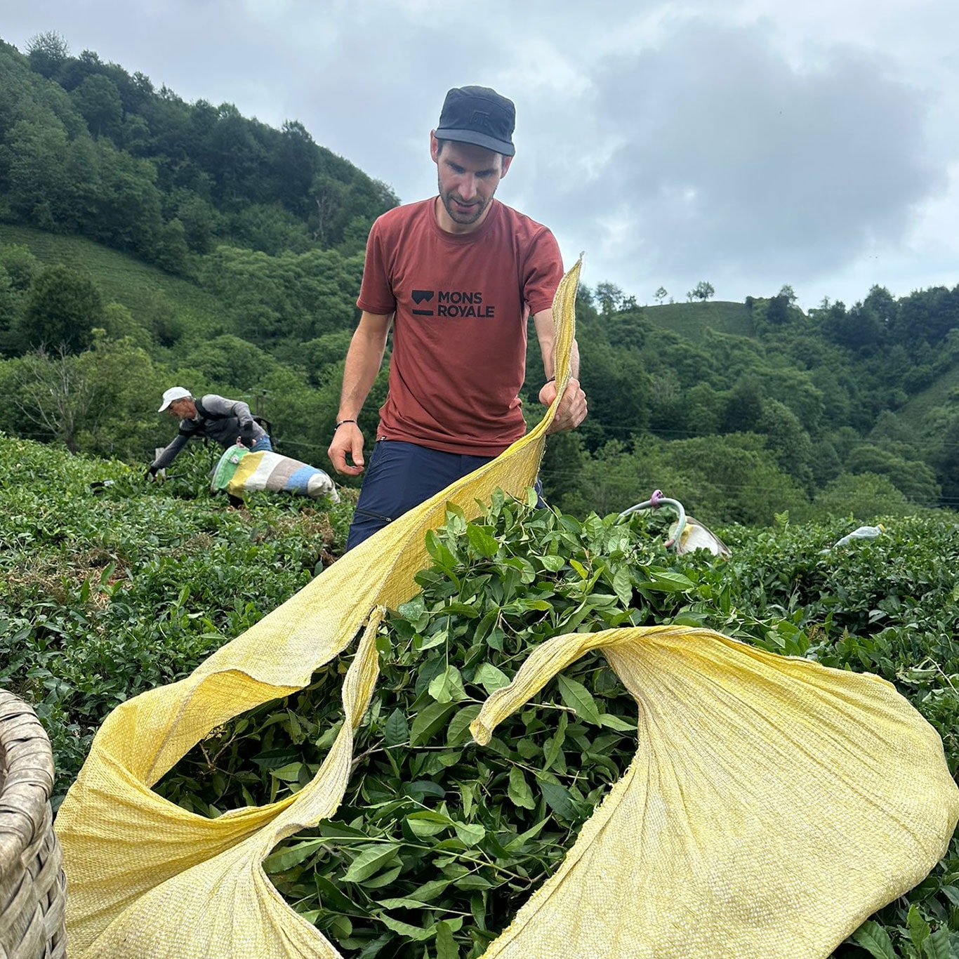 Tea picking event in a Rize tea garden