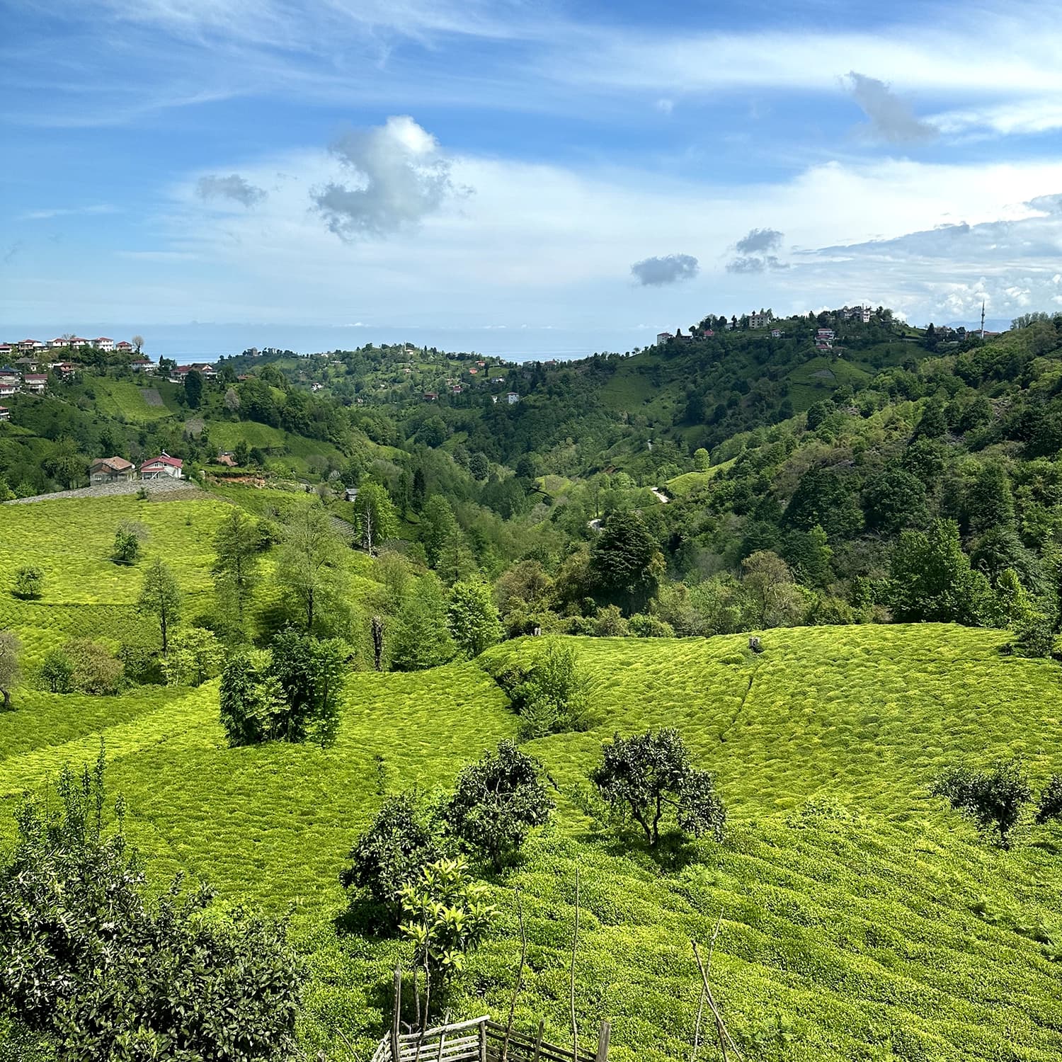 Rize tea culture and history