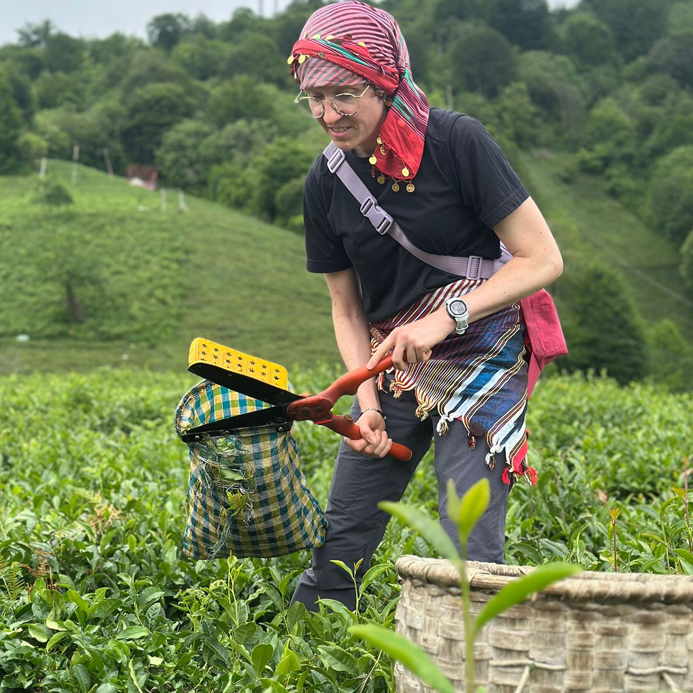 Hand picking and basket