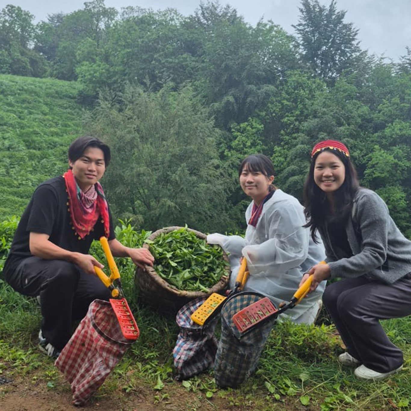Entering a Rize tea garden