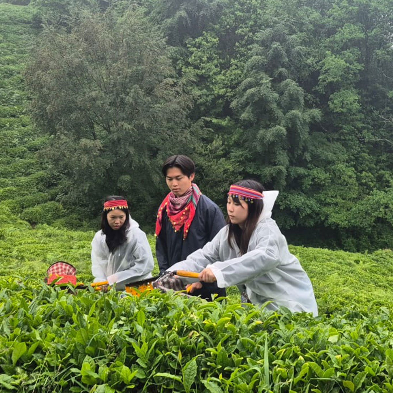 Fresh tea shoots