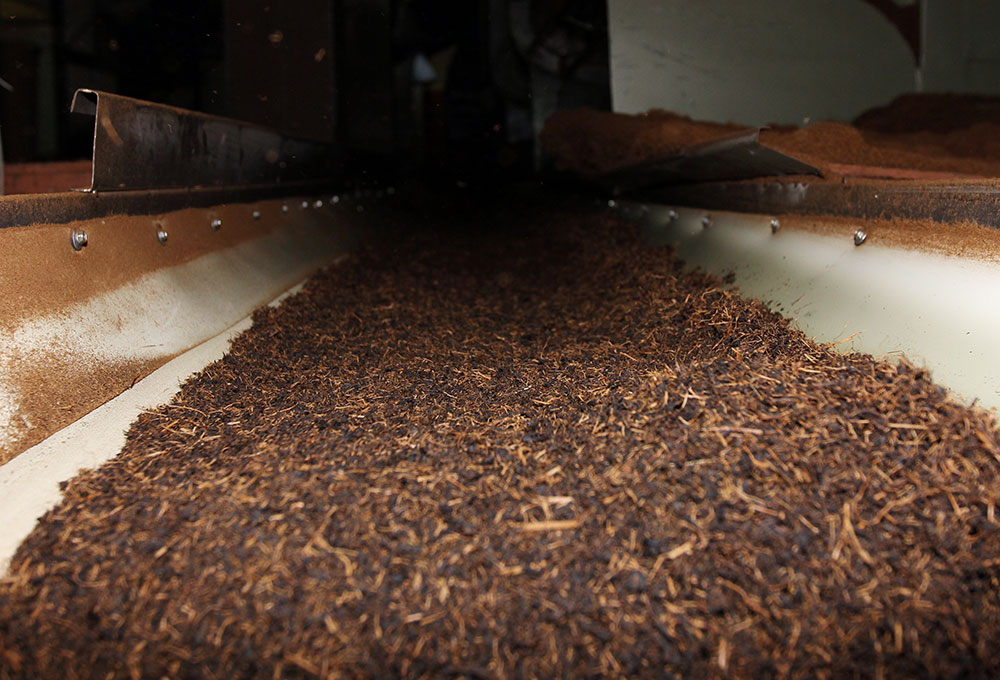 Processed tea leaves on the drying conveyor in a Rize tea factory