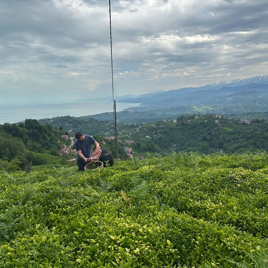 Fresh green tea leaves picked in a Rize tea garden