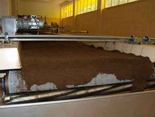 Tea leaves on the oxidation conveyor in a Rize tea factory